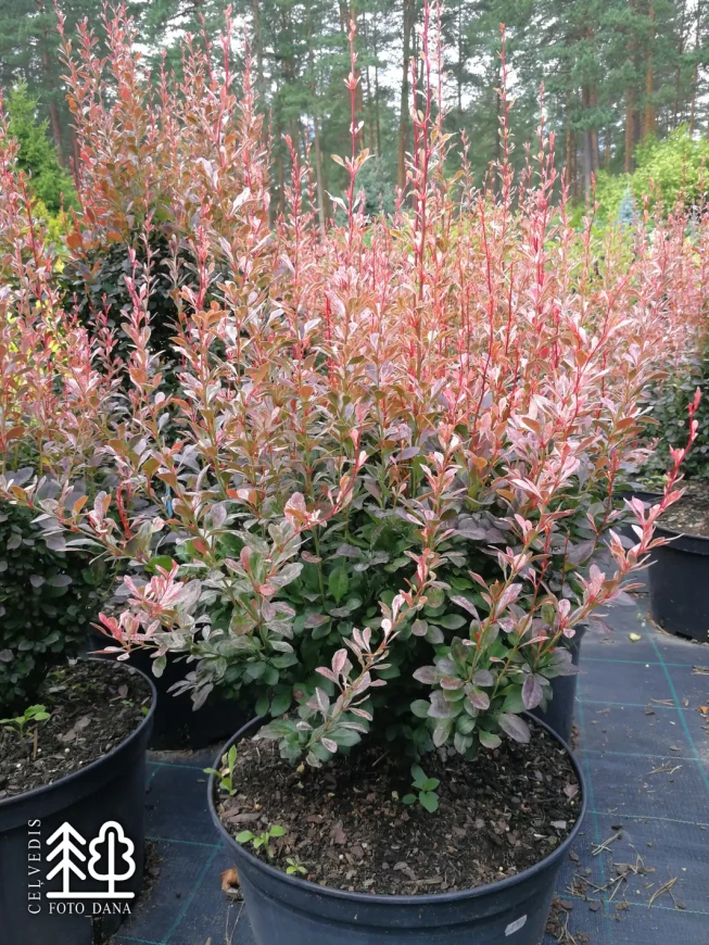 Berberis thunbergii   'Rosy Rocket'